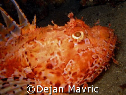 This scorpionfish made me descend deeply and get some dec... by Dejan Mavric 